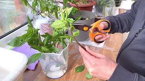 #199.cách ươm cây rau Húng quế từ cành khi nhiệt độ vẫn lạnh,siêu chuẩn và hiệu quả cao.