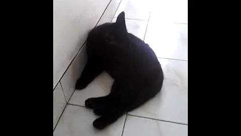 Watch the video about Black american short hair cat playing