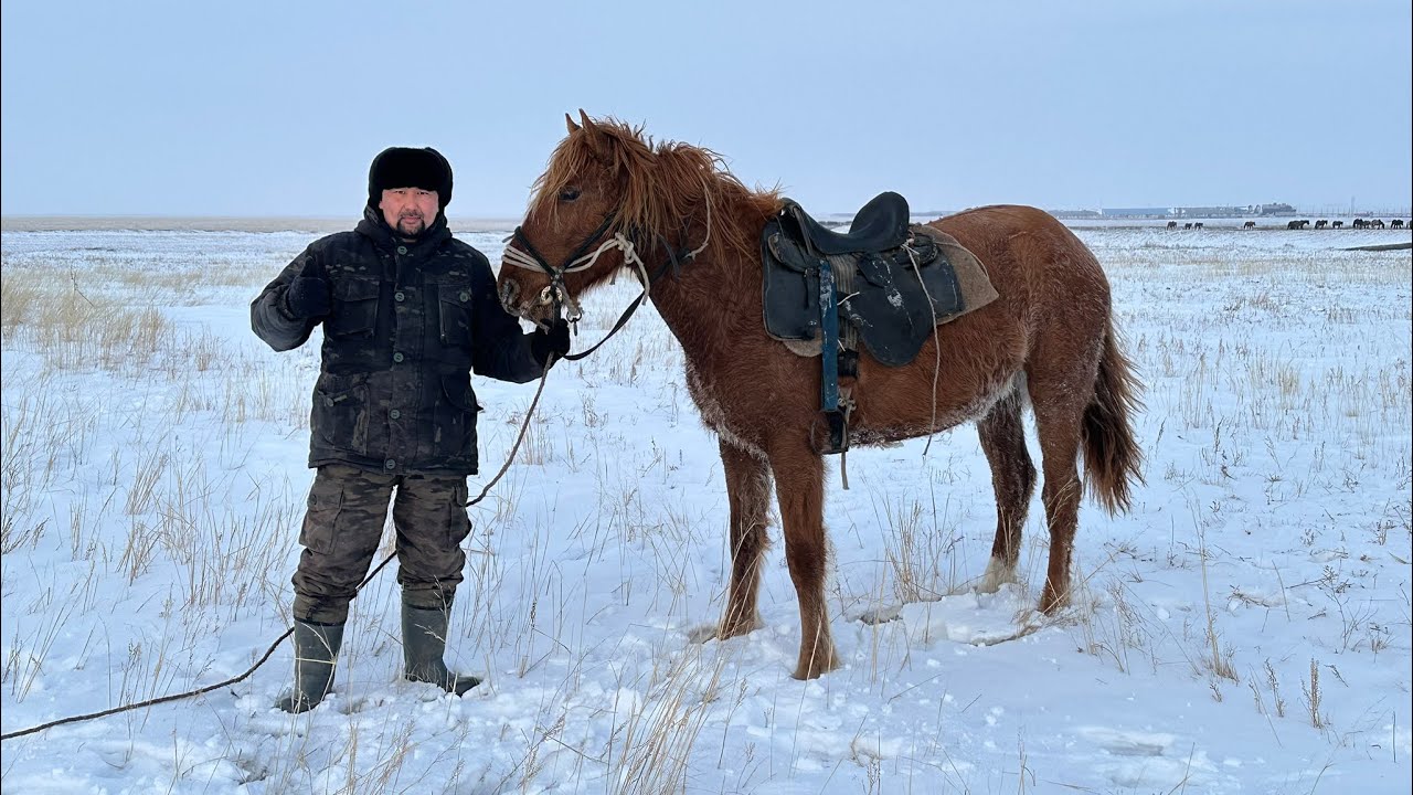 #жылқы #ақмола #ауылдағыөмір Тұмарды үйреттік