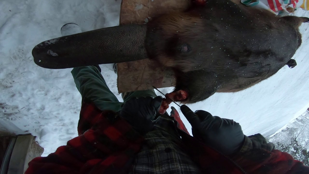 Trapping 101.7 ep 178. Beaver skinning YouTube