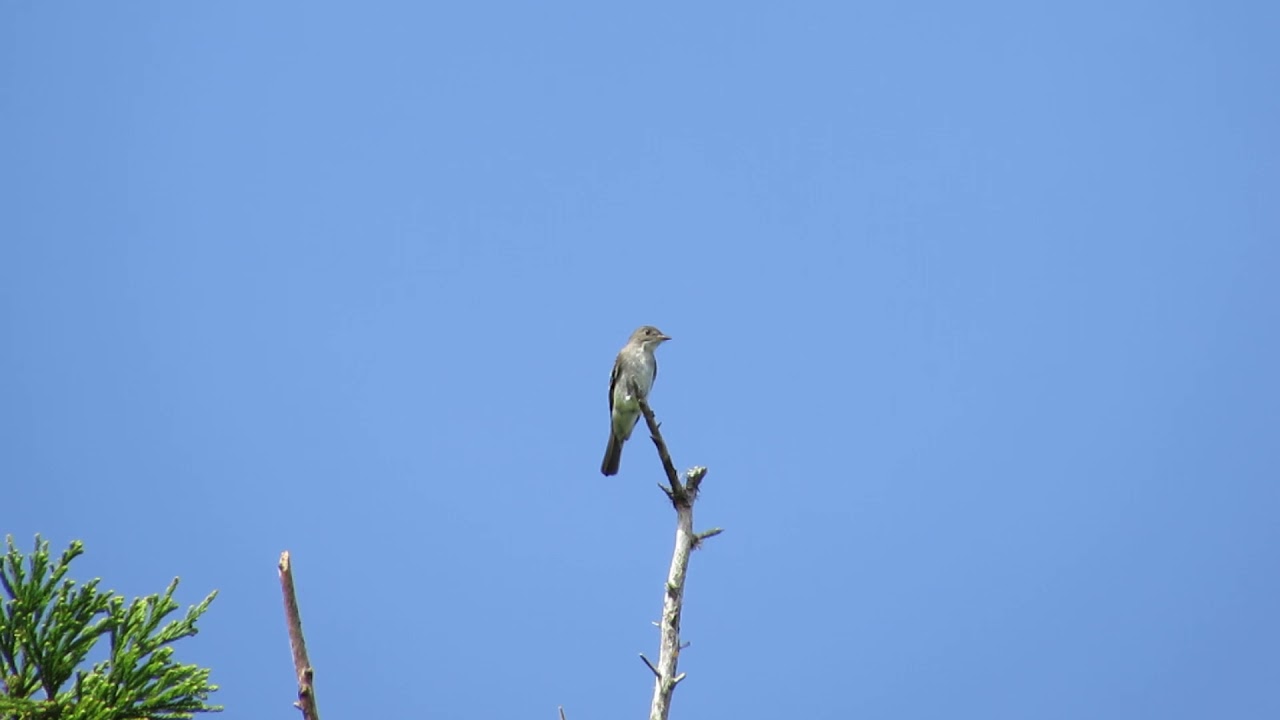 Eastern Wood Pewee - Contopus virens