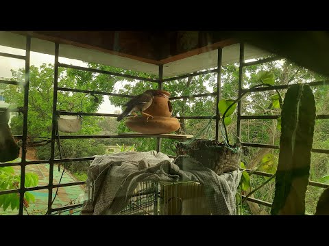 পাখিদের ভালোবাসা যদি পেতে চান তাহলে বারান্দা বাগান থাকলে আপনি ওখানে খাবার রাখেন, নিঃস্বার্থ ভালোবা😌🐦