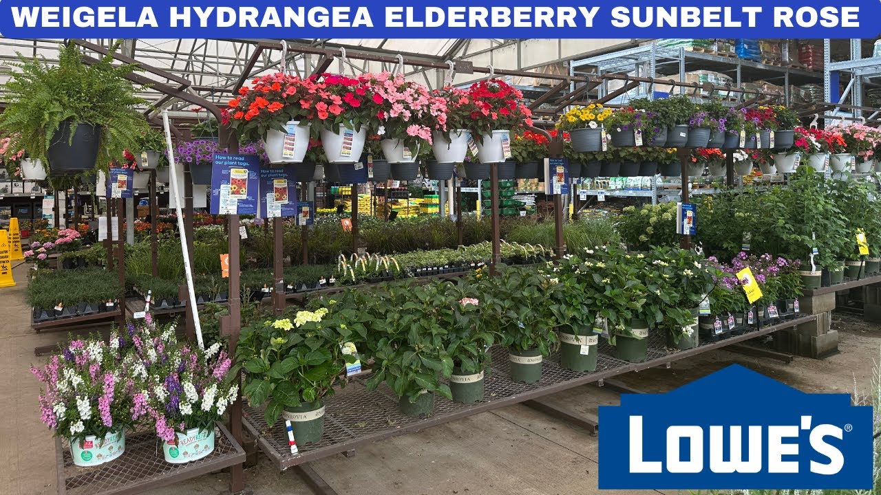 (LOWE'S GARDEN CENTER) WEIGELA HYDRANGEA ELDERBERRY SUNBELT ROSES ...