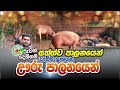 ගම් ඌරු පාලනය / Swine Management - Agriculture Ruwan Dehigama Sinhala