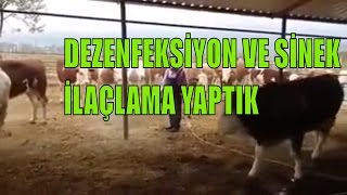 hayvan çiftliğinde ULV CİHAZI İLE DEZENFEKSİYON VE SİNEK İLAÇLAMA YAPTIK