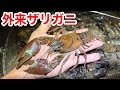 巨大外来ザリガニ"ウチダザリガニ"が大量繁殖しているヤバ過ぎる池を発見しました