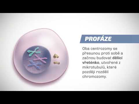 Video: Co je rodičovská buňka v meióze?