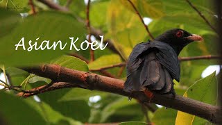 Witness the melodious song of Asian Koel | Male wooing the female screenshot 3