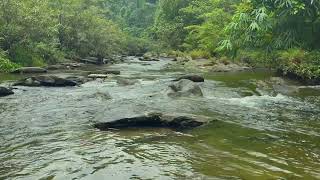 Calming Mountain Nature Sounds in the Amazon Forest - River Sounds for Sleeping - ASMR by Nature Sounds 194 views 1 month ago 10 hours