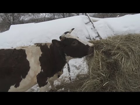 Как определить дату отёла и пол телёнка.