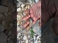 Metal Detector Found Old Metal #shorts #subscribe #shortsfeed #youtubeshorts #youtube