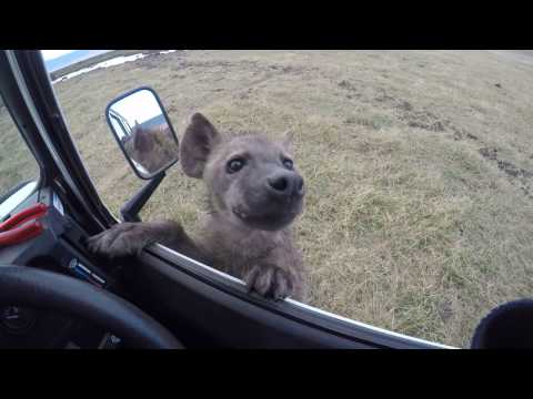Curious spotted hyena jumps on car - Ngorongoro Crater