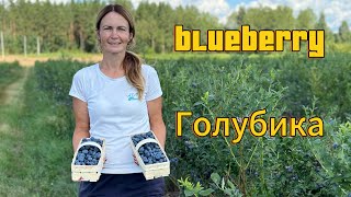 Голубика как альтернатива.В гостях у Ирины Каратай. Ф.Х.»Никольское» . Беларусь
