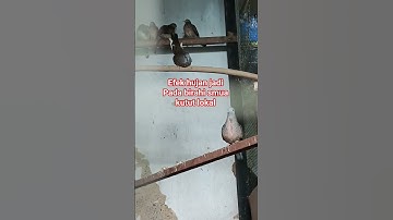 perkutut lokal jinak dlm aviary #burung #perkutut #birds #viralvideo #fypシ゚viral #viral #viralshort