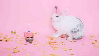 Ultimate Cute Rabbit Collection in 4K ULTRA HD