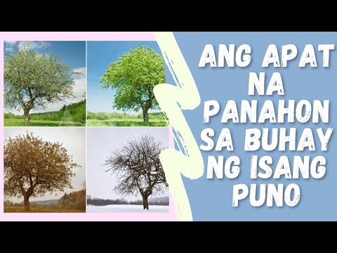 Ang Apat na Panahon sa Buhay ng Isang puno - Filipino | Teacher Kwin