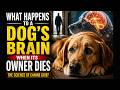 What Happens Inside a Dog’s Brain When Its Owner Dies… Will Break You