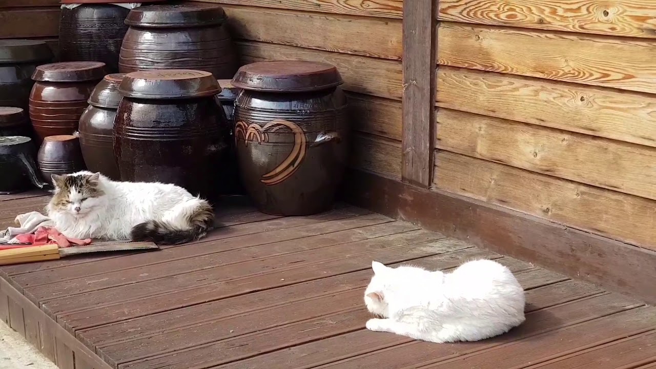 터키쉬 앙고라 고양이 Turkish Angora Cat - YouTube