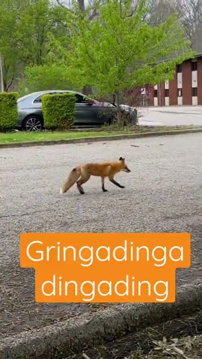 What Does The Fox Say? #fox