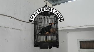 Suara Kicau Burung Beo Nias Gacor, Kicauan Terbaik Part 1