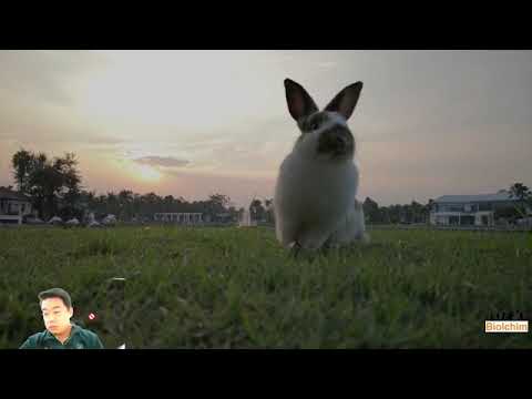 วีดีโอ: ข้อมูลเพลี้ยอ่อน - การควบคุมศัตรูพืชในสวนด้วยเพลี้ยพรีเดเตอร์ มิดจ์