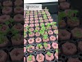 From Seeds to Seedlings | ZipGrow