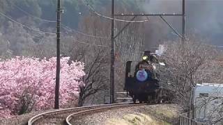 【大井川鐵道】沿線の桜と列車【2019.2.23】