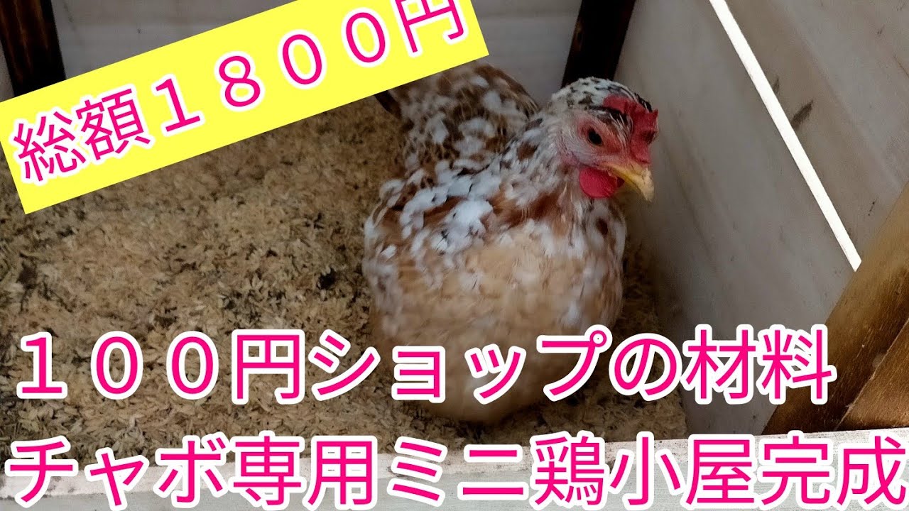 自作 ニワトリ小屋５０００円 100円ショップの材料でチャボ専用のミニ鶏小屋を作ってみた。 - YouTube
