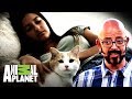 Los hijos no cuidan al gato | Mi gato endemoniado | Animal Planet