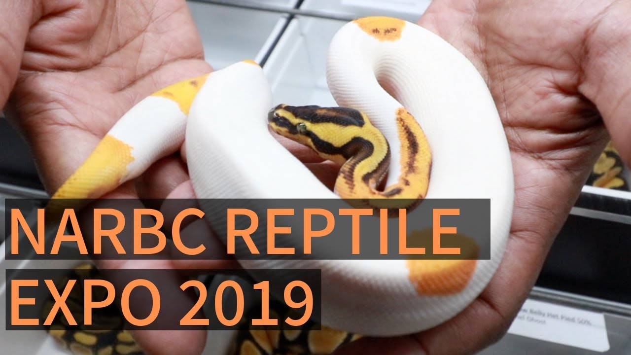 Tinley Park Reptile Expo 2019 (pt2) YouTube