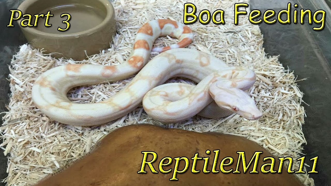 games people play boa constrictor feeding part 3