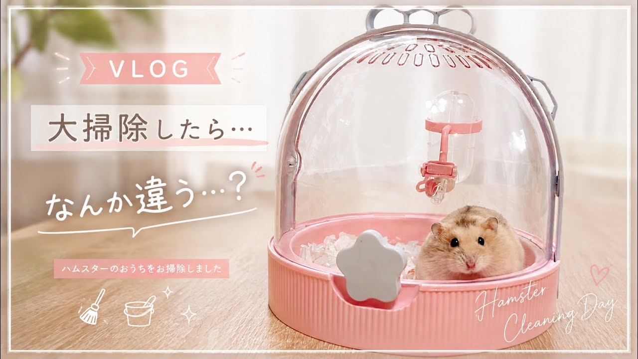 ハムスターのおうちを大掃除した日🐹🧹｜掃除後の反応が可愛すぎた