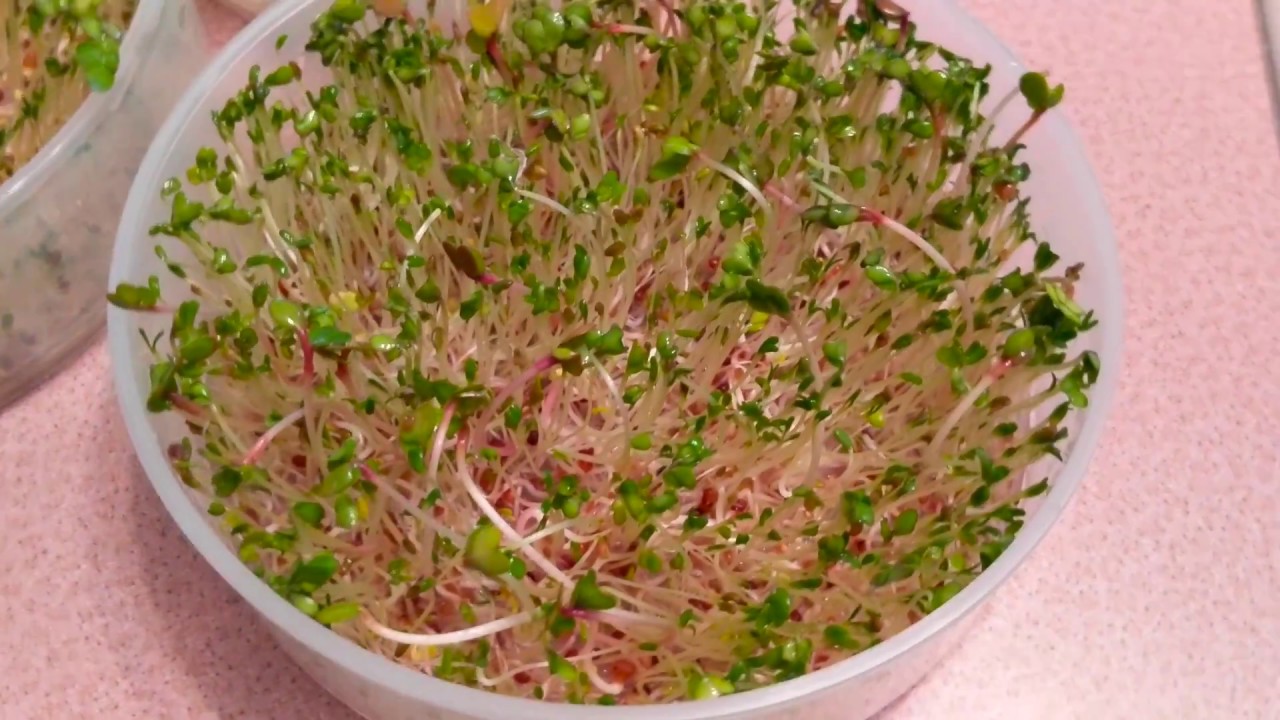 indoor plants online Grow Sprouts At Home! Add this Nutritious Snack to Your Diet!