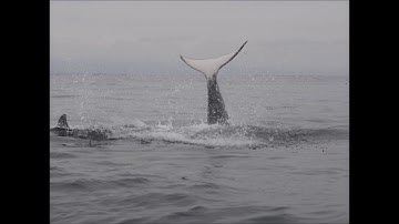 Gustav - "Rettet die Wale"