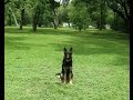 Houston Affordable Dog Training - Tazer Houston Affordable Dog Training - Tazer