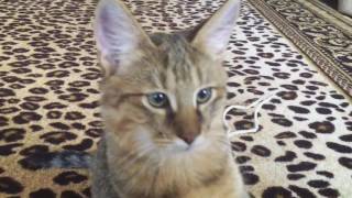 Крупные котята Чаузи F1 питомник SoulCats🐾 Крупные котята Чаузи F1 питомник SoulCats🐾