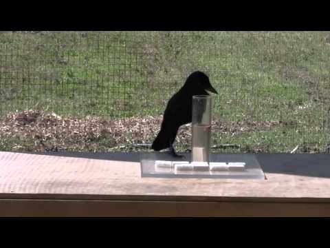 Estos cuervos usan el principio de Arquímedes para alimentarse