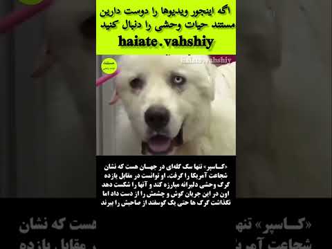 ما را دنبا ل کنید و از مستندهای حیات وحش با موضوعات کامل لذت ببرید