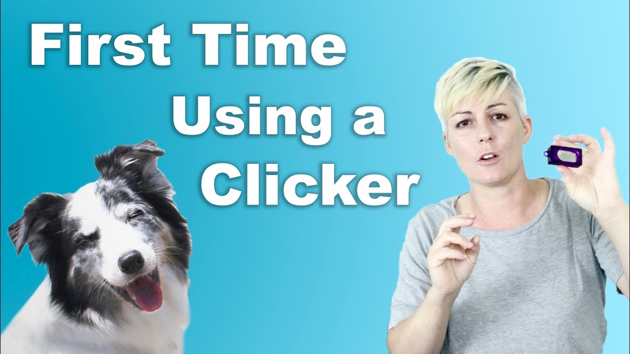 dog training clicker pets at home