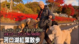 リリーの面会後の散歩が絶景だった【リリー140 142日目・プードル56 58日目】