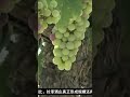 第148期 拉菲紅酒有多受歡迎？ 十萬個品牌故事 #品牌歷史 #品牌故事