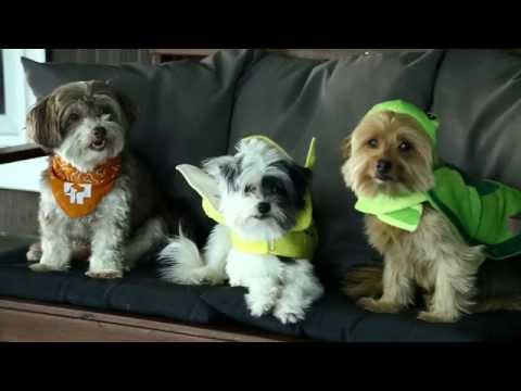 banfield-pet-hospital---halloween-pet-safety-tips