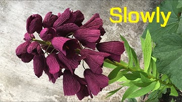 ABC TV | How To Make Fritillaria Persica Paper Flower From Crepe Paper (Slowly) - Craft Tutorial