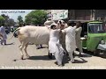 PRINCE2🔥🔥||Unloading Video||Athra Dand||Geo Wacha||king Of Bulls||Masha Allah|Home qurbani|Ch Atta