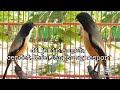 Suara Cendet Gacor Full Isian Kenari Prenjak Kacer Trucuk Mp3 - Mp4 Download