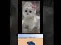 Yeah!! Best edit for a reason....#shorts#viral#cats#ytshorts