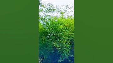 Thumbnail of aye Dil e nadan song #shorts #music #lata mangeshkar #viral