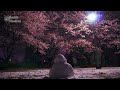 A snowman looks at cherry blossoms alone