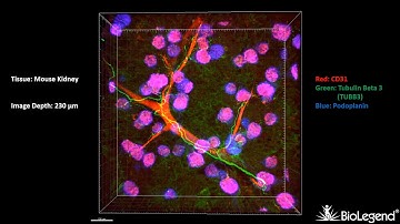 3-D IHC: Mouse kidney - CD31, Tubulin Beta 3 (TUBB3), Podoplanin