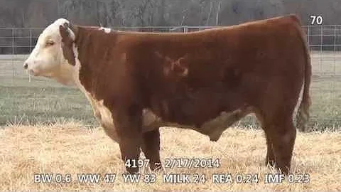 Lot 70 ~ H5 2185 Domino 4197